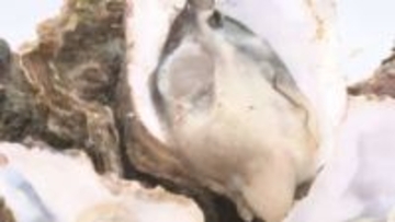 「8割~9割が死滅」生カキのふるさと納税受付を一時停止に 広島県呉市