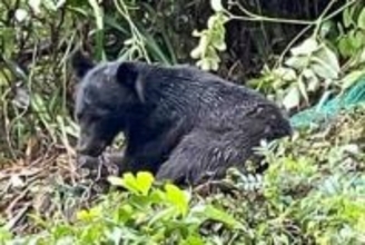 「クマだって人間を避けて生きたいんだ」 餌得られる山に、神奈川の猟師が奔走 相次ぐ人身被害に危機感