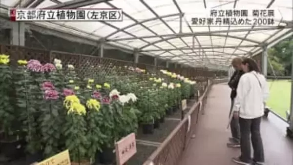 京都府立植物園 菊花展 愛好家丹精込めた200鉢