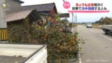 クマ出没相次ぐ 「次狙ってくるだろうなと思うから」富山市ではカキ伐採する人も