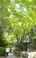 心和む新緑のアーチ　モミジやイチョウ青々と　兵庫・三田の花山院菩提寺
