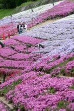 丘に鮮やか花のじゅうたん　姫路・ヤマサ蒲鉾本社工場　シバザクラ満開