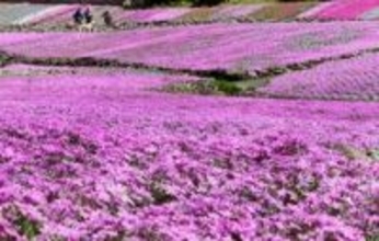 丘を染めるシバザクラ1億輪　兵庫・三田市の観光花園「花のじゅうたん」