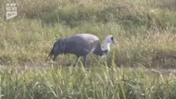 【速報】冬の使者ナベヅルの第1陣2羽が飛来~本州唯一のナベヅルの越冬地・周南市八代盆地