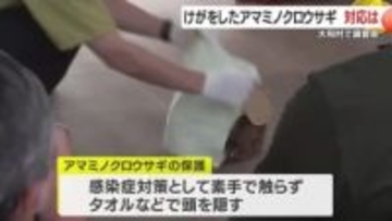 交通事故にあったアマミノクロウサギを見つけたらどうする? 大和村・鹿児島