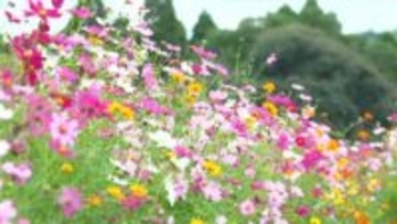 11月1日から3連休 秋晴れの行楽日和に 鹿児島県内のコスモスの開花状況にイベント情報
