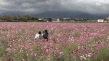 赤・白・ピンクが一面に 秋風に揺れるコスモスのじゅうたん