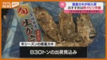 「出始めだけど、サイズがすごく大きい」宮城県産カキが初入荷(仙台市中央卸売市場)