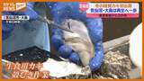 「『生食用カキ』出荷始まる、高い海水温のため“例年より1か月遅れ”…7月には津波被害も(宮城)」の画像1