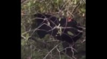 クマ出没相次ぐ 石川県小松市と能美市 住宅裏のカキの木を伐採も同じ日の午後に再び現れる