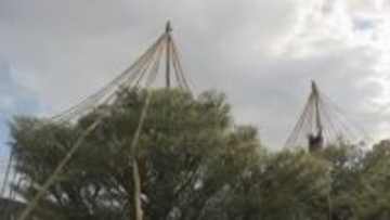 兼六園も冬支度!雪吊り作業はじまる 12月中旬にかけ約800本に施す