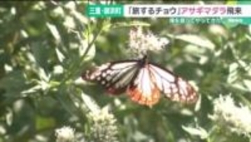 旅するチョウ「アサギマダラ」が飛来 黒と茶色の模様、フジバカマの花に 三重・御浜町