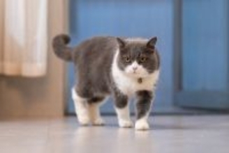 猫に『おいで』を覚えてもらう3つの方法 生活に役立つメリットまでご紹介