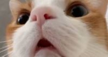 涼しくなってきて『猫がくっついてくる』ようになった結果…起床時の『尊すぎる光景』に3万いいね「可愛くて笑った」「全人類に必要」