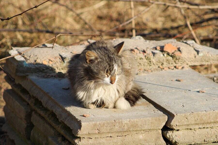 猫が夢中になる? 安価なコンクリート板が飼い主に大人気 米国