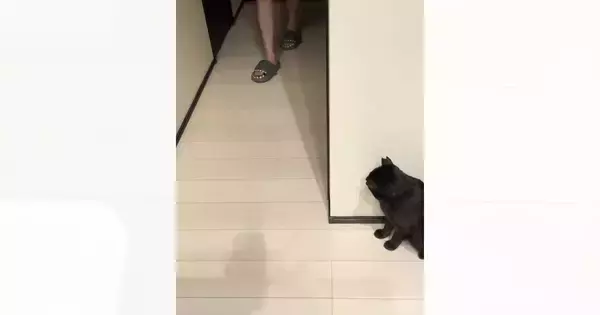廊下の陰に身をひそめる猫→『お父さんが来た』次の瞬間…まさかの行動が可愛すぎると反響「意図的にやってて驚いた」「お茶目なニャンコw」