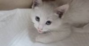 シャーシャーと『威嚇していた保護子猫』が、3分後…まさかすぎる『驚きの変化』が15万再生「すごいゴッドハンド」「可愛すぎる」と話題