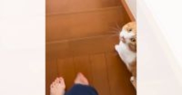 一緒に階段を降りようとする猫に『イタズラ』を仕掛けてみたら…可愛すぎるリアクションが37万再生「大好きなんだね」「視線が愛おしい」