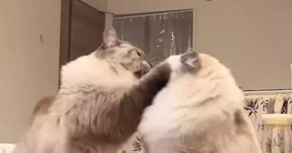 兄猫が弟猫のことを一発叩いたら…想像をはるかに超えてきた『まさかの反撃』が42万再生「本当に10倍返しw」「相当我慢してたのかなw」