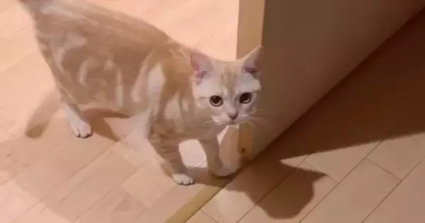 『わっ!』と猫を驚かせてみたら…直後に見せた『予想外のリアクション』が可愛すぎると21万再生「忖度を感じる」「永遠に見れる」