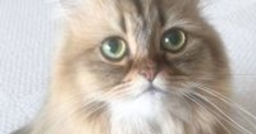 猫を『可愛いちゃん』と呼んでみた結果...まさかの行動が可愛すぎると6万いいね「何回でも呼んじゃうw」「人の言葉わかってるよね」と話題