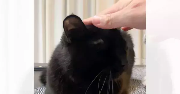 ネコのことを撫でていたら、『犬』が…飼い主さんの真似をする『まさかの瞬間』に「仲良くしたいんだよねw」「少し不器用な感じが良いw」