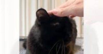 ネコのことを撫でていたら、『犬』が…飼い主さんの真似をする『まさかの瞬間』に「仲良くしたいんだよねw」「少し不器用な感じが良いw」