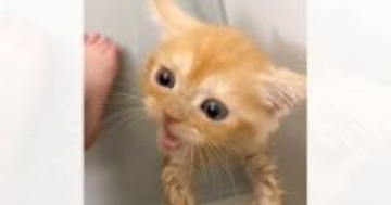 子猫を『初めてのお風呂』に入れた結果…終わった後に見せた『可愛すぎる行動』が497万再生「わかりやすく拗ねてるw」「最高に癒された」