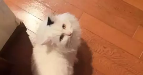 ネコを『遊び』に誘ったら…驚きとショックが隠せない『まさかの断り方』が13万再生「おもしろすぎるw」「わかりやすい」と爆笑の声