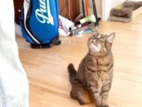 出かけようとするパパに気づいた猫→目の前に座り込んで…あざとすぎる『まさかの妨害行為』が223万再生「愛情表現200満点」「遅刻確定」