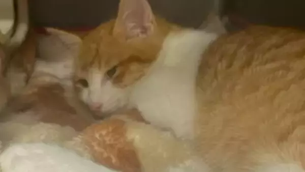 『弱りきった捨て猫』を保護した結果…心温まる結末に1万5000人が注目「素敵なご縁」「命を繋いでくれてありがとう」感動する人続出