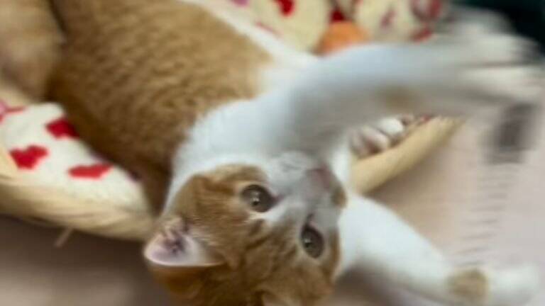 『弱りきった捨て猫』を保護した結果…心温まる結末に1万5000人が注目「素敵なご縁」「命を繋いでくれてありがとう」感動する人続出