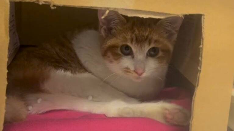 『弱りきった捨て猫』を保護した結果…心温まる結末に1万5000人が注目「素敵なご縁」「命を繋いでくれてありがとう」感動する人続出