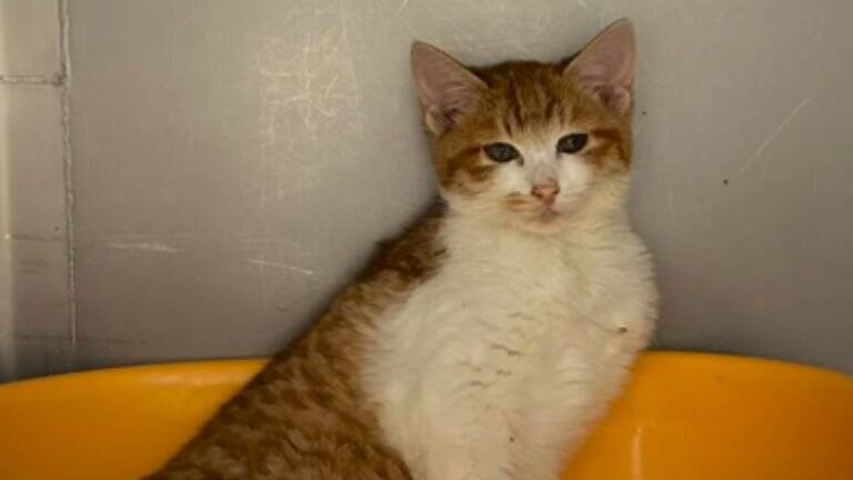 『弱りきった捨て猫』を保護した結果…心温まる結末に1万5000人が注目「素敵なご縁」「命を繋いでくれてありがとう」感動する人続出