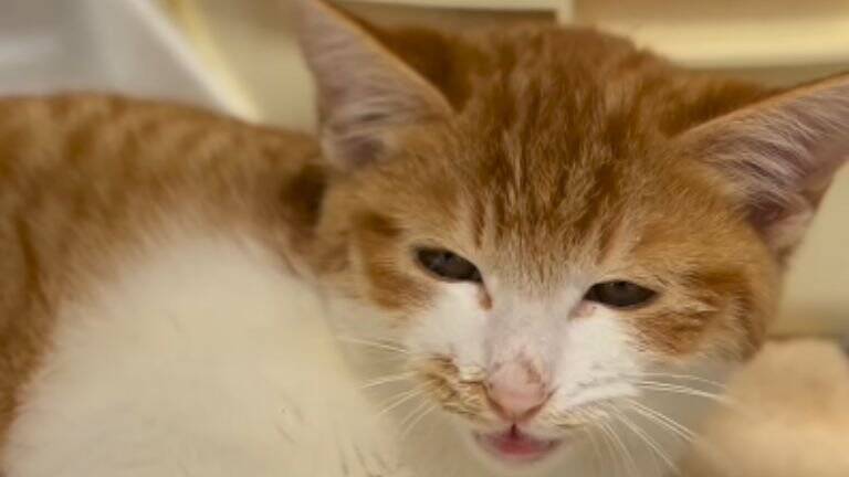 『弱りきった捨て猫』を保護した結果…心温まる結末に1万5000人が注目「素敵なご縁」「命を繋いでくれてありがとう」感動する人続出