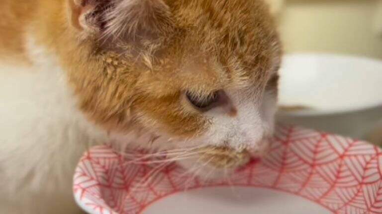 『弱りきった捨て猫』を保護した結果…心温まる結末に1万5000人が注目「素敵なご縁」「命を繋いでくれてありがとう」感動する人続出