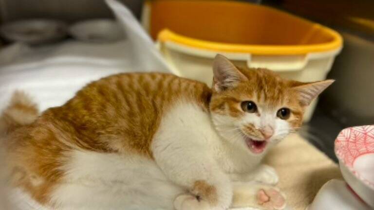 『弱りきった捨て猫』を保護した結果…心温まる結末に1万5000人が注目「素敵なご縁」「命を繋いでくれてありがとう」感動する人続出