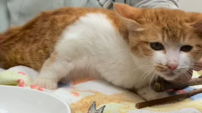 『弱りきった捨て猫』を保護した結果…心温まる結末に1万5000人が注目「素敵なご縁」「命を繋いでくれてありがとう」感動する人続出