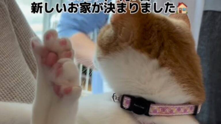 『弱りきった捨て猫』を保護した結果…心温まる結末に1万5000人が注目「素敵なご縁」「命を繋いでくれてありがとう」感動する人続出