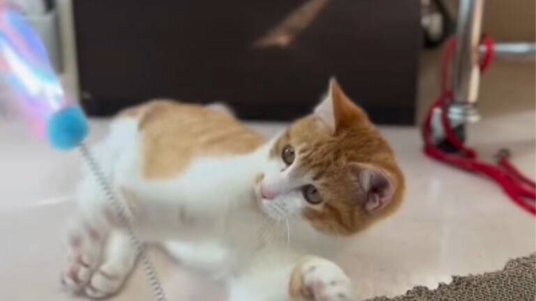 『弱りきった捨て猫』を保護した結果…心温まる結末に1万5000人が注目「素敵なご縁」「命を繋いでくれてありがとう」感動する人続出