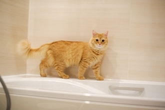 愛猫が『お風呂場』についてきたがる5つのワケ　迎え入れるなら気をつけるべきポイントも