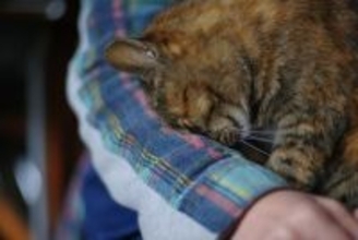 猫が『飼い主だけにする』3つの行動 特別な存在の証?より絆を深める応え方