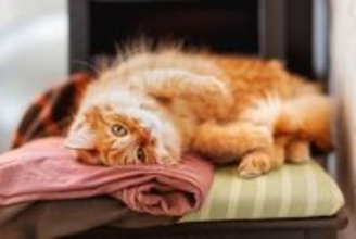 猫が飼い主の『服の上』で寝ようとする理由3選 考えられる心理や抜け毛への対処法も