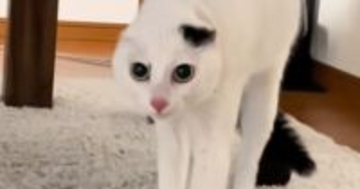 猫が『初めて家に来た父』を見た結果…嘘みたいな『見た目の変化』が54万再生「尖りすぎww」「一瞬編集かと思ったw」と爆笑する人続出