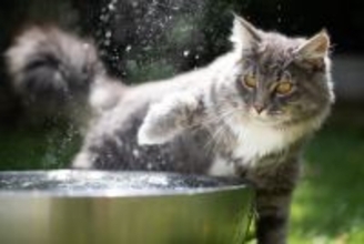 猫のイタズラ防止にも効果的な『霧吹き』！猫に効く3つの理由と上手に実践するためのコツ