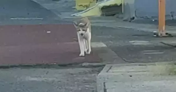 『鳴きながら歩いてくる野良猫』を見守っていると、子猫が飛び出してきて…思わず感動の展開に「本当にありがとう」「良かった」と反響