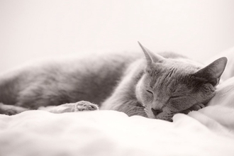 猫と「一緒に寝ない」という選択肢　愛猫と夜、別々に寝ることによるメリット3つ