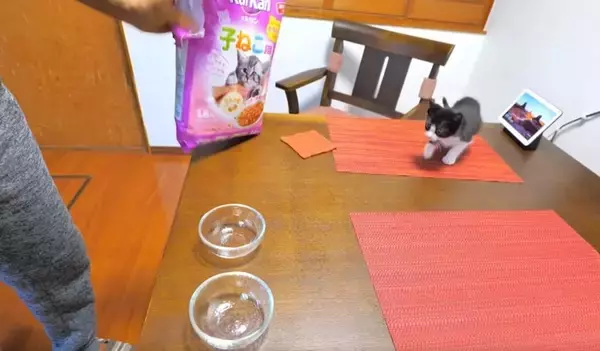 子猫が『初めてのカリカリ』を食べた結果…尊さ限界突破の光景が19万8000再生「攻防が面白すぎたw」「CMに使えるレベル」の声