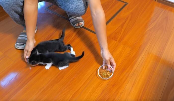子猫が『初めてのカリカリ』を食べた結果…尊さ限界突破の光景が19万8000再生「攻防が面白すぎたw」「CMに使えるレベル」の声