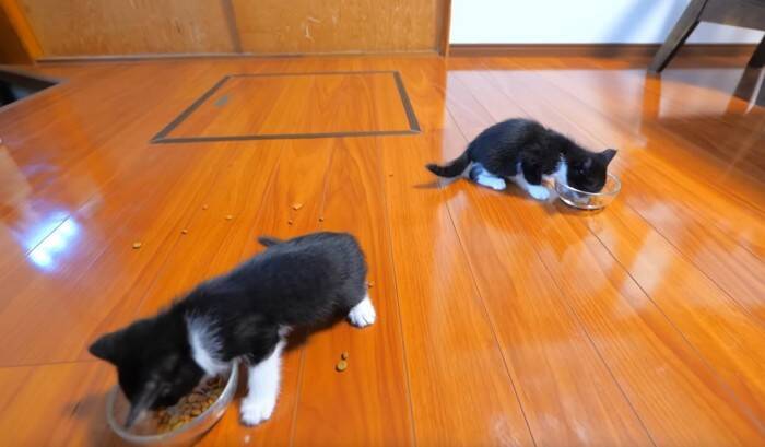 子猫が『初めてのカリカリ』を食べた結果…尊さ限界突破の光景が19万8000再生「攻防が面白すぎたw」「CMに使えるレベル」の声